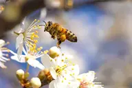 A closeup of a bee flying near a white and yellow flower.