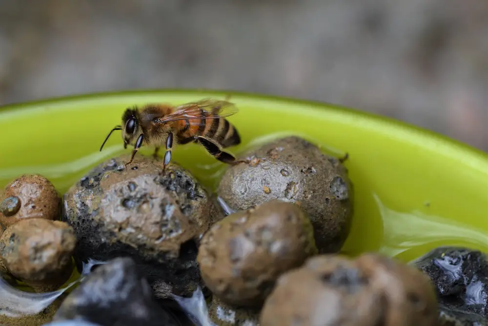 A closeup of a bee walking on rocks in a small water dish.