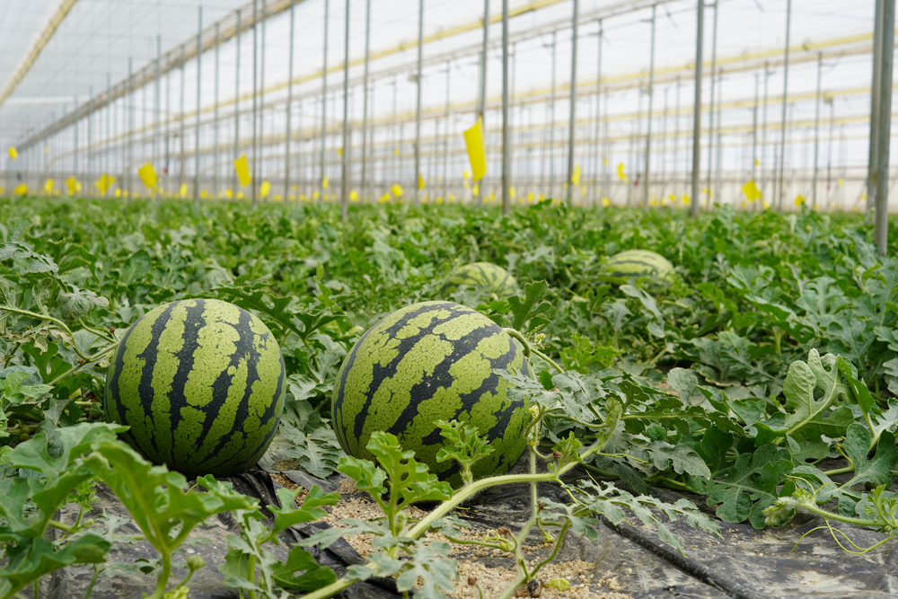 Rows of watermelon crops in a facility.