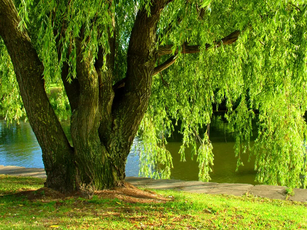 Willow tree by a lake.