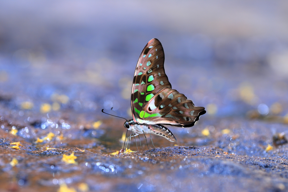 A butterfly enjoying a salt lick.