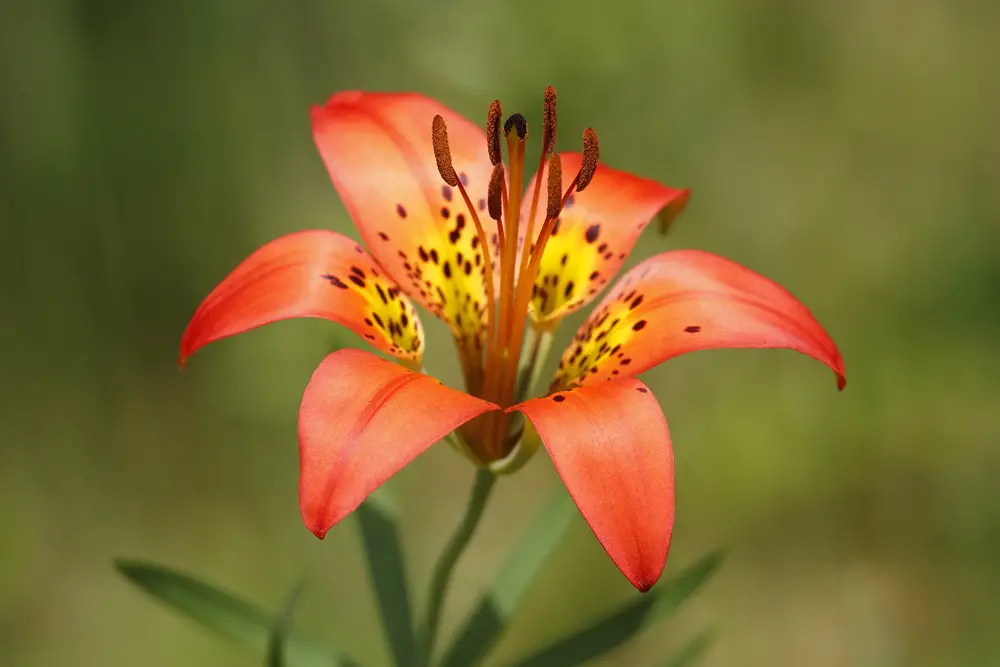A closeup of a wood lily.