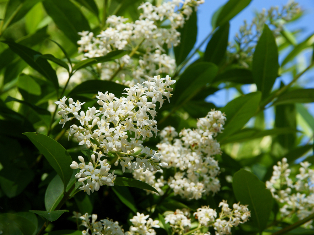 Bunches of privet flowers.