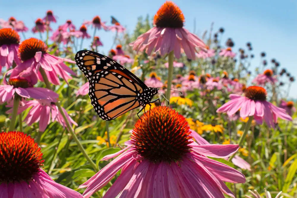 A butterfly on some coneflowers.