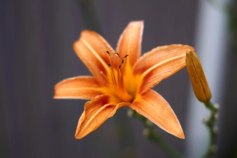 A close-up of single, orange colored, blooming daylily flower .