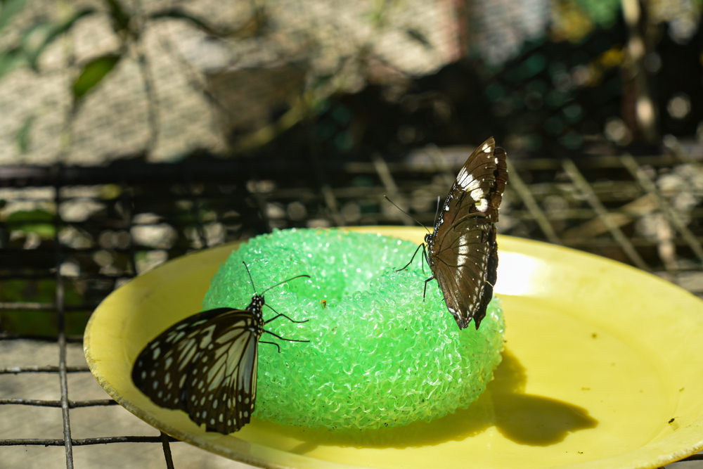 Butterflies drinking nectar from a sponge.