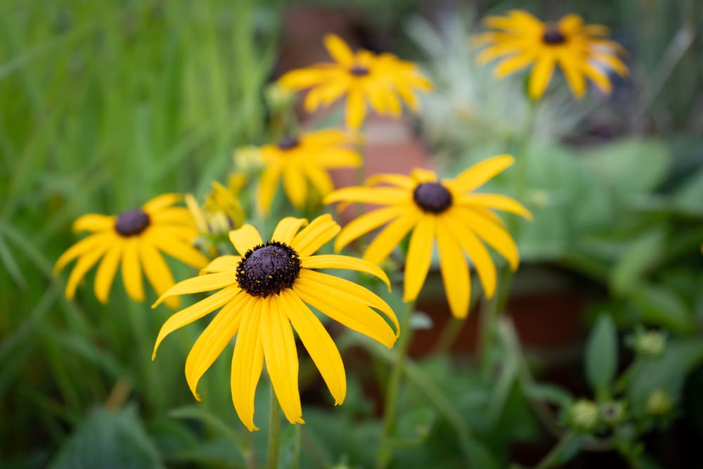 A close-up of black-eyed Susans.