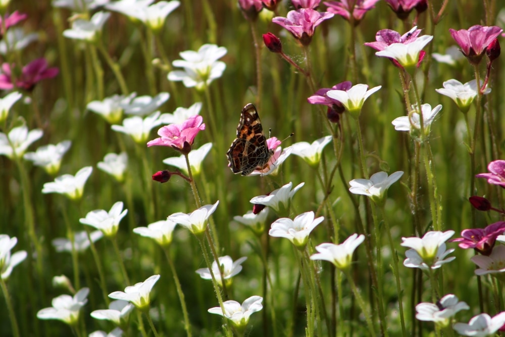 A butterfly on a white flower next to many other white flowers.