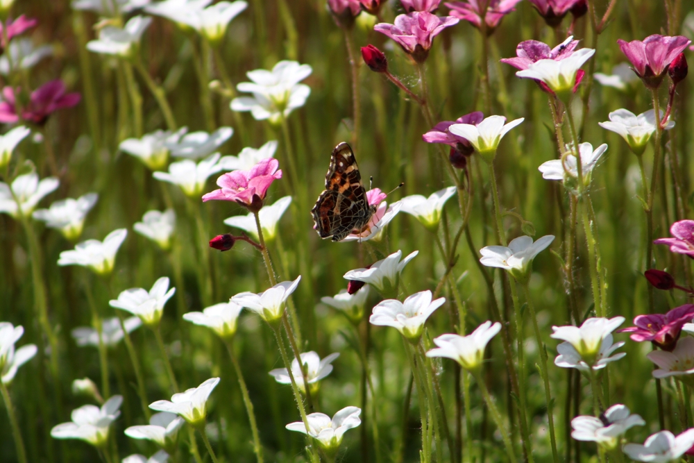 A butterfly on a flower in a field.