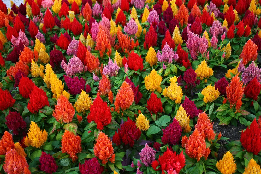 Various colors of celosia.