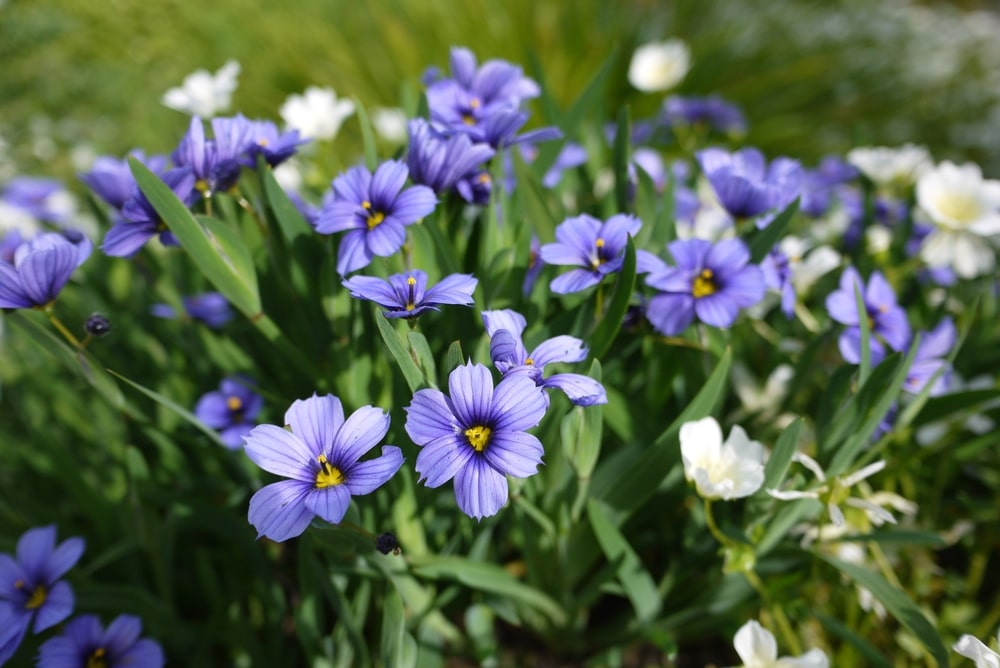 Blue-eyed grass, an annual plant.