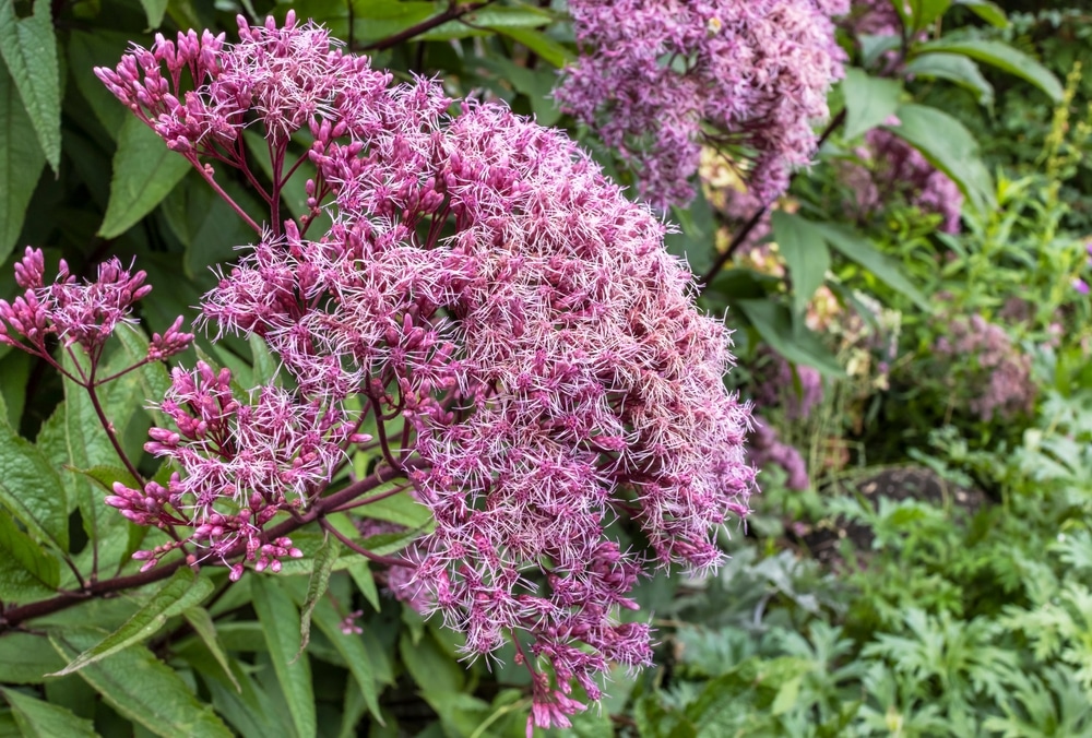 A cluster of Joe-Pye weed.