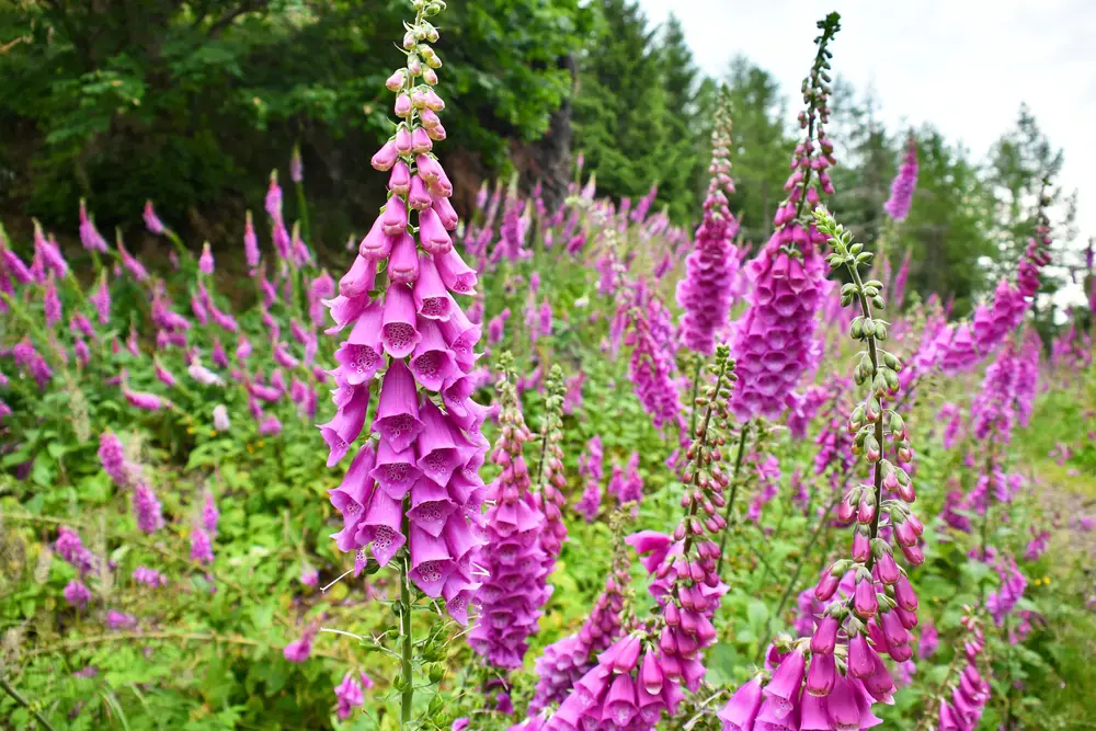 Bunches of foxgloves in nature.