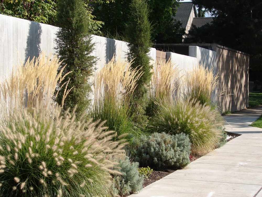 Tall grasses in a garden.