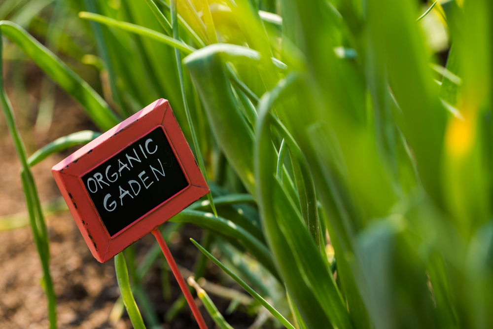 A closeup of a sign in a garden that says "Organic Garden."