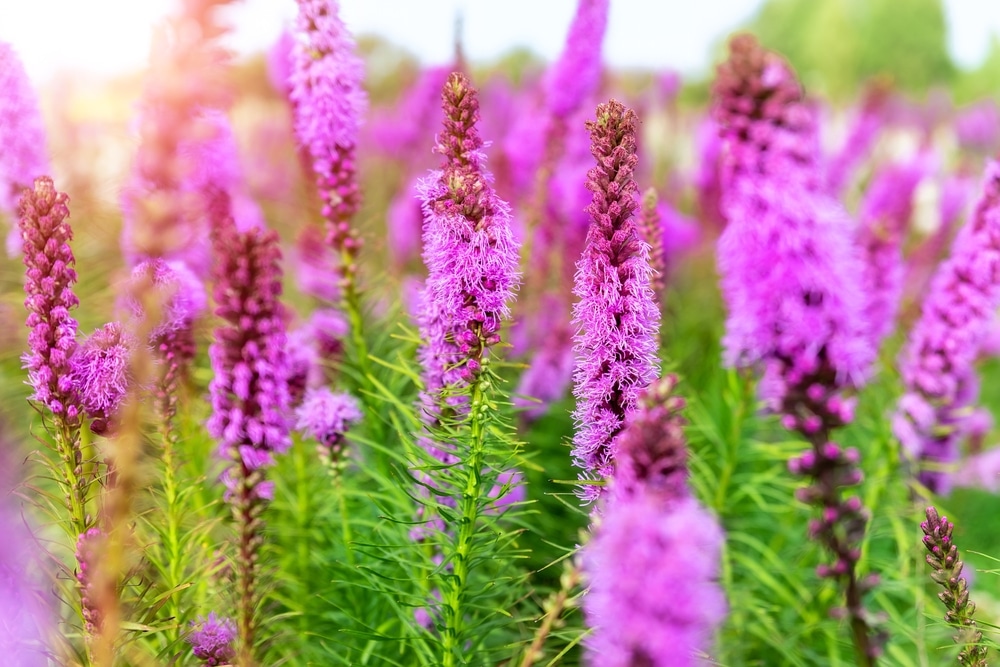 A bunch of blazing star flowers in the sun.