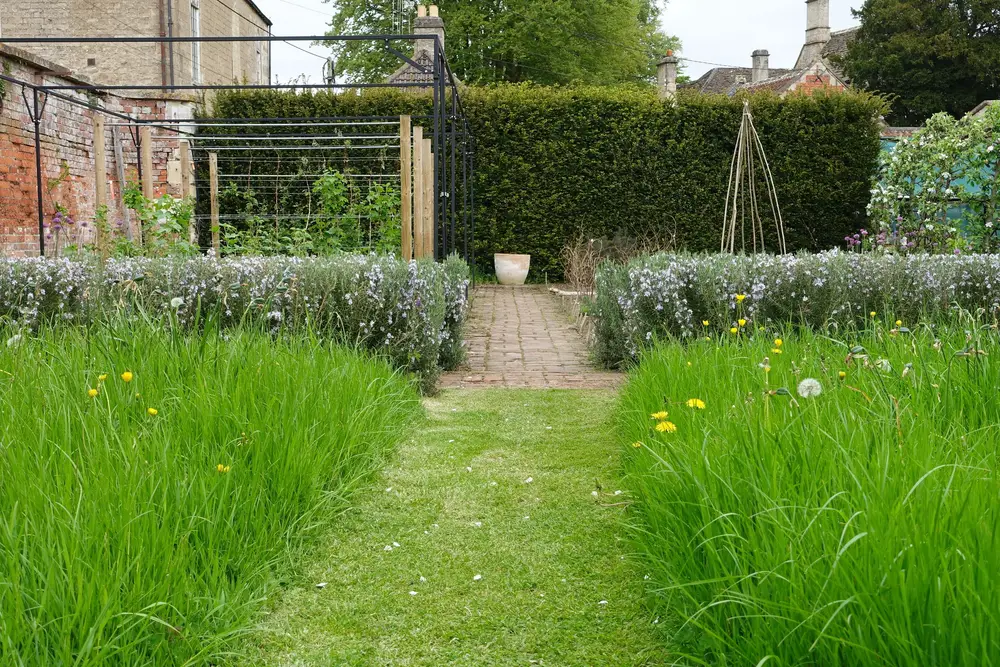 A beautiful wild garden and lawn.
