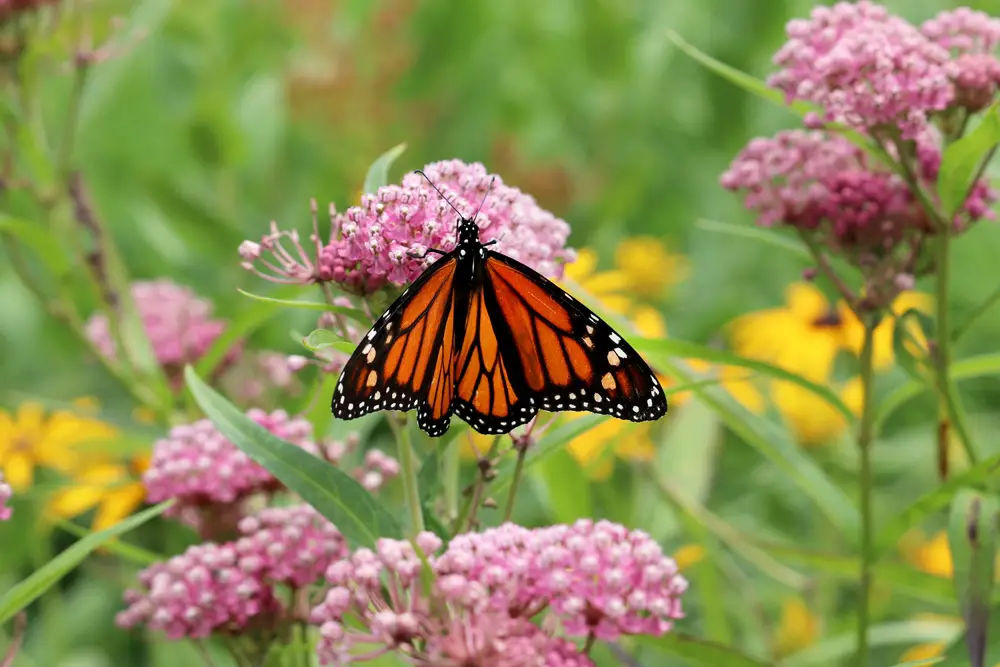 A monarch butterfly on a milkweed flower.