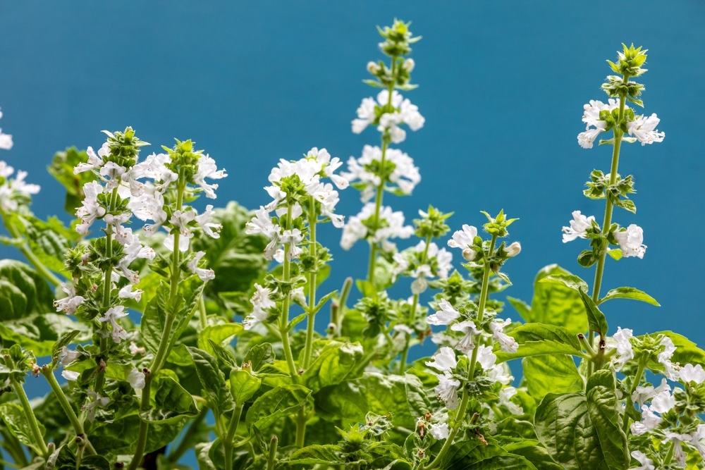 A bunch of basil flowers.