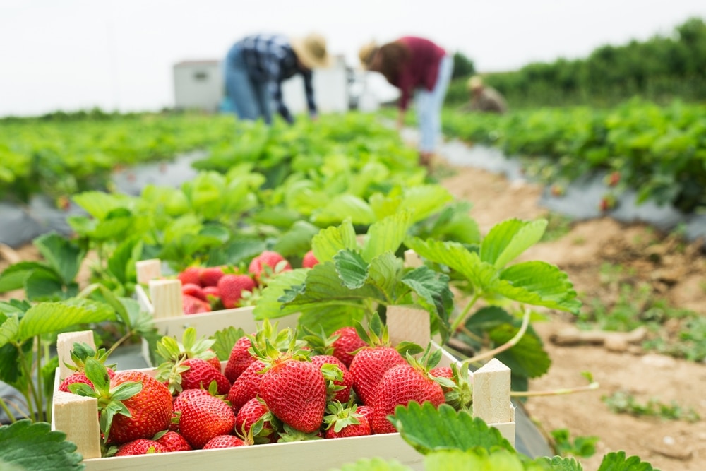 Crates of strawberries and workers in the background.