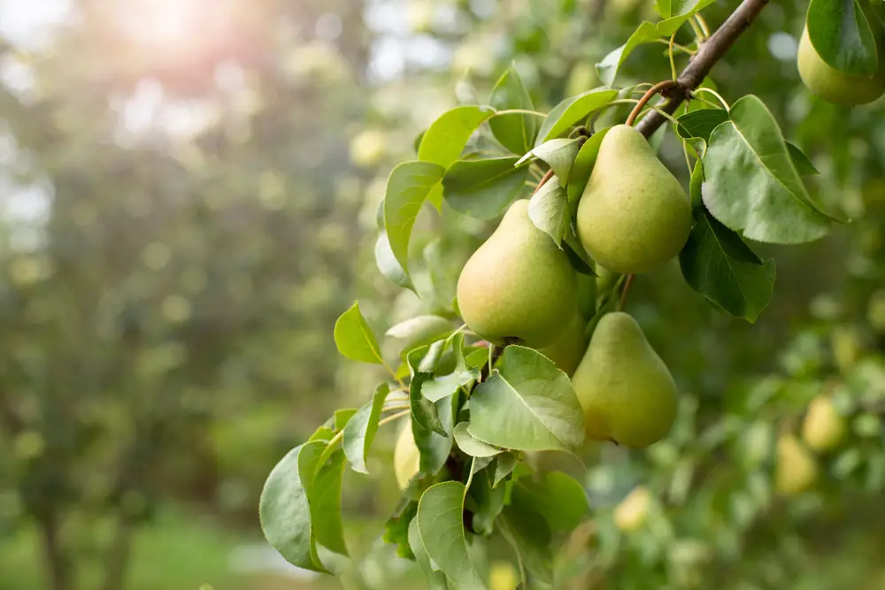 Pears on a branch.