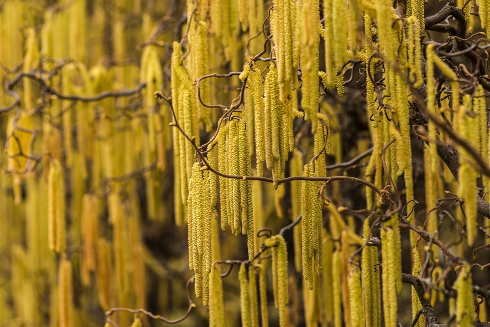 An American hazelnut tree.