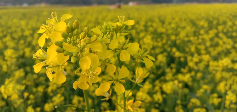 A field of mustard flowers.