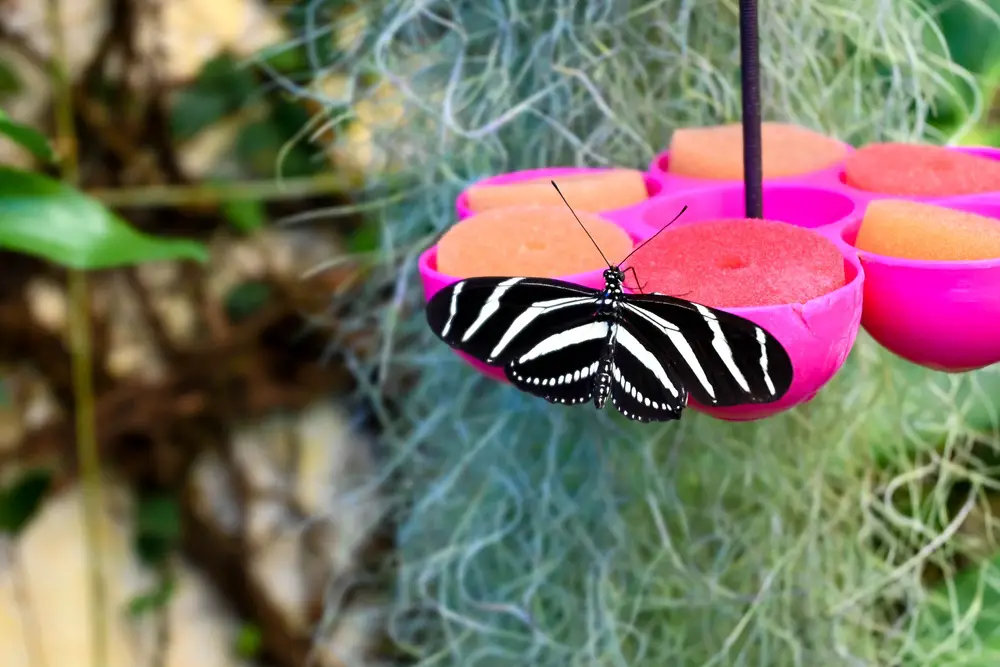 A butterfly on a pink butterfly feeder with sponges in it.