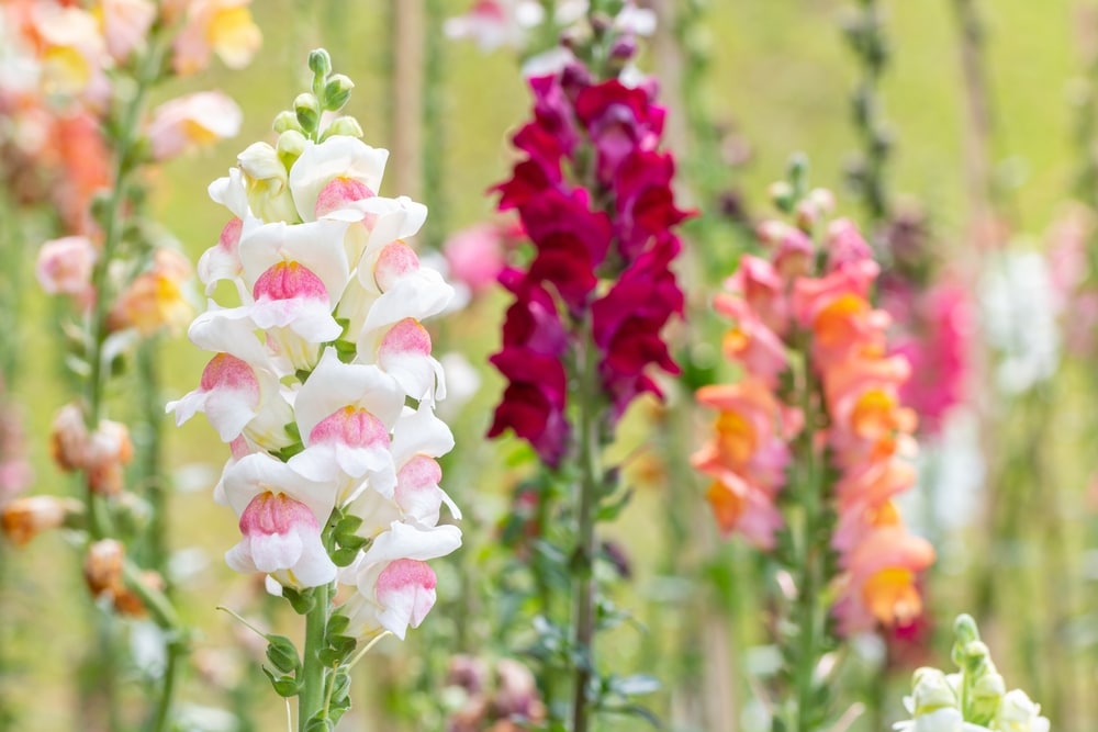 Snapdragons of various colors.