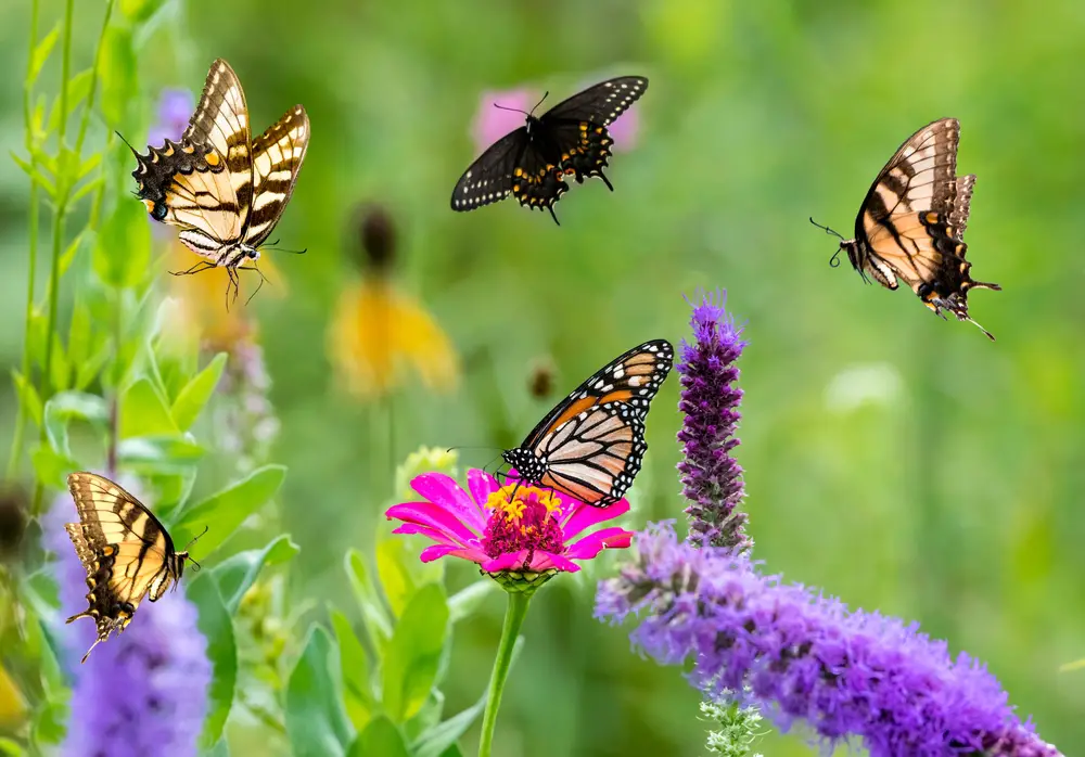 A group of butterflies flying around and settling on flowers in a garden.