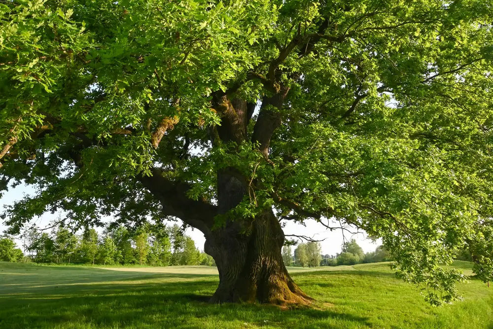 An oak tree in a field.