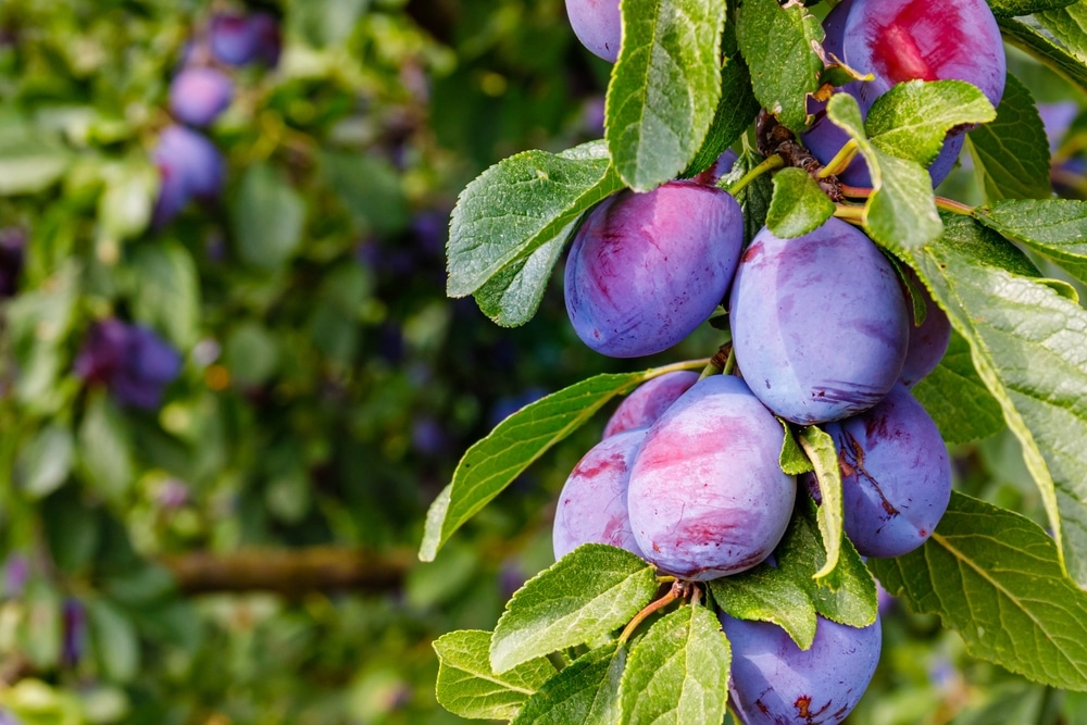 Plums on a plum tree.