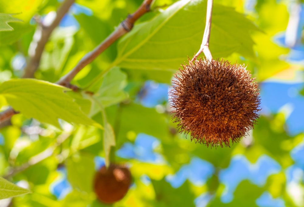 Closeup of an American scyamore's leaves and seed balls.