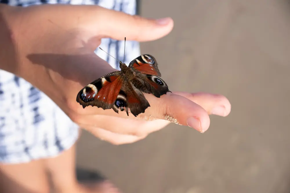 A butterfly on someone's hand on the beach.