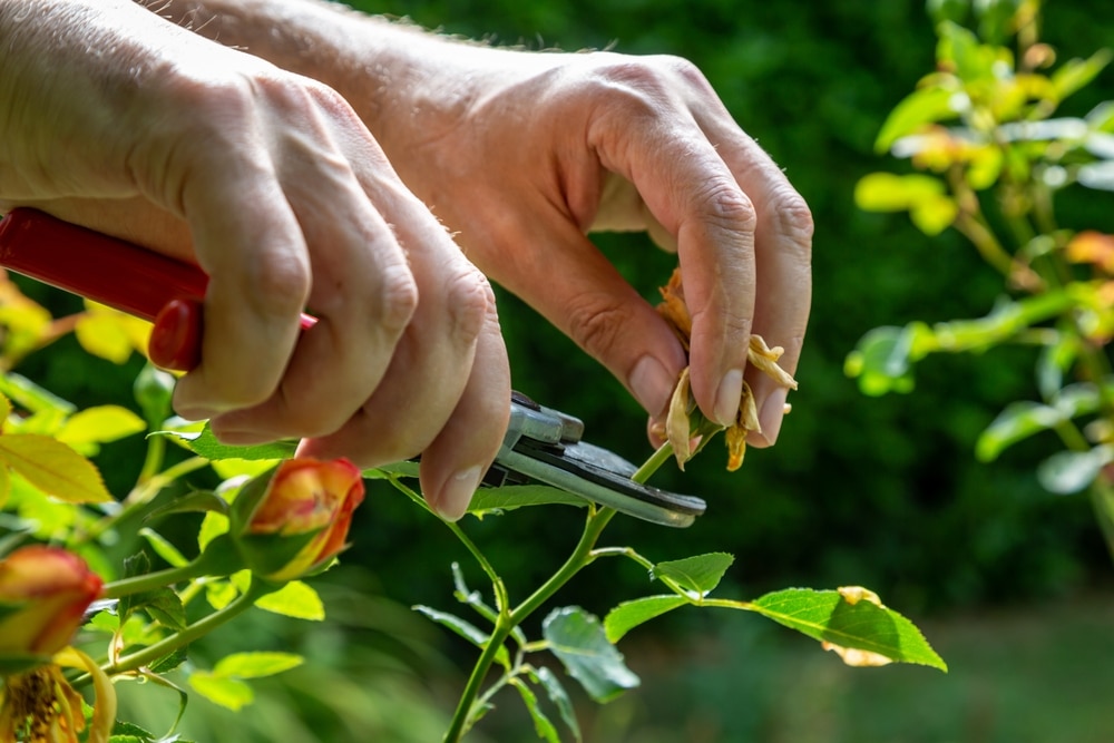 A man removing dead flowers.