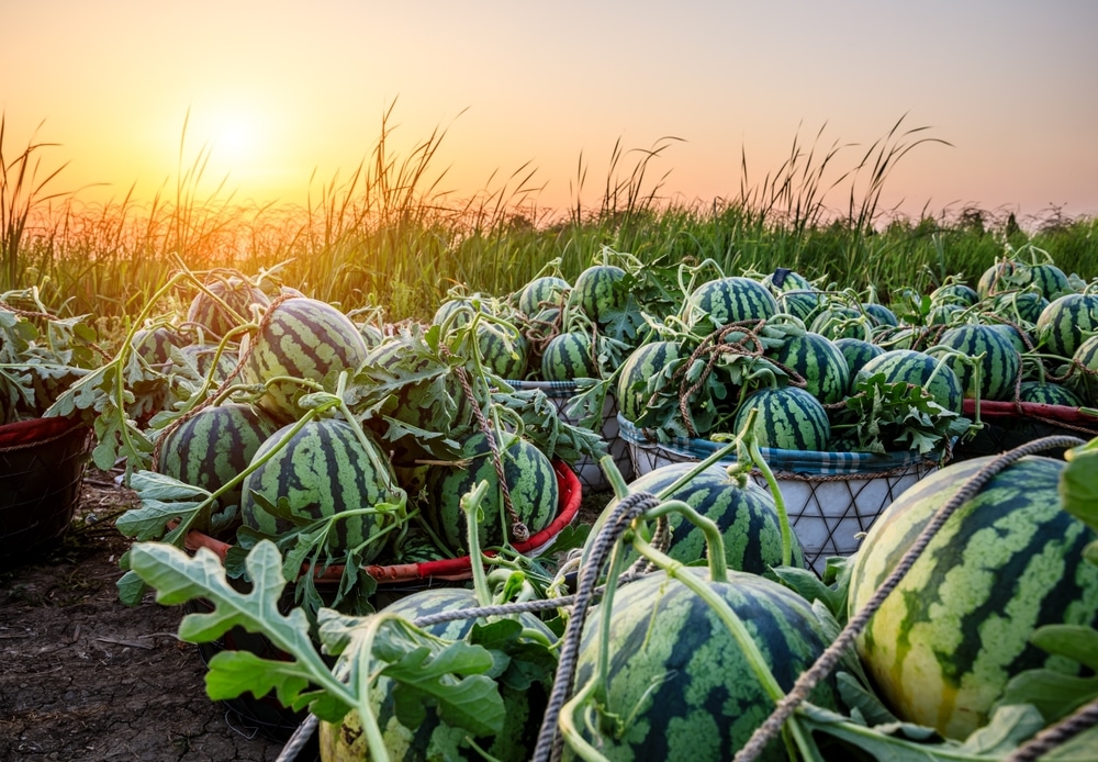 Bunches of watermelon crops.