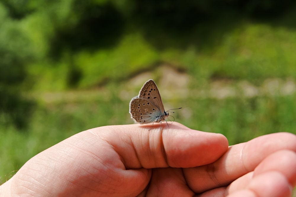 A little butterfly on someone's hand.