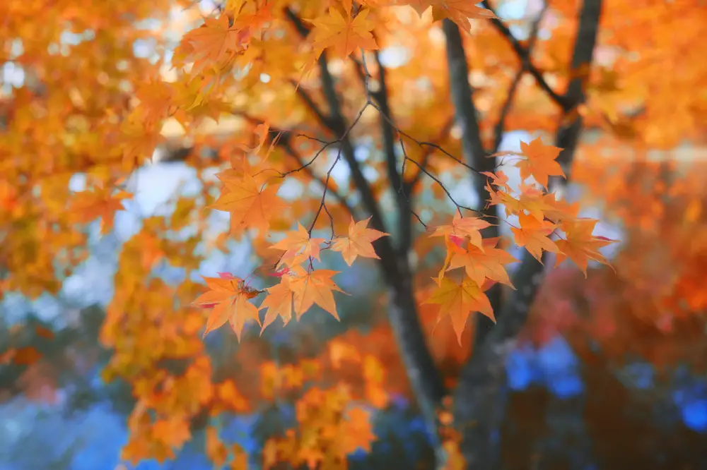 Maple tree leaves in fall.