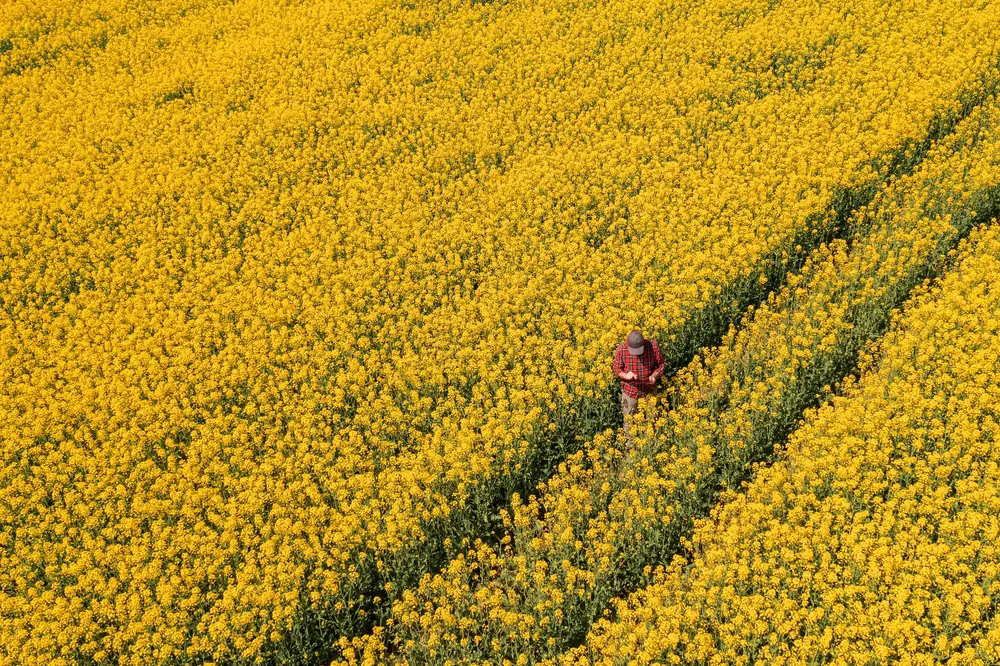 A person standing in a field of flowers.