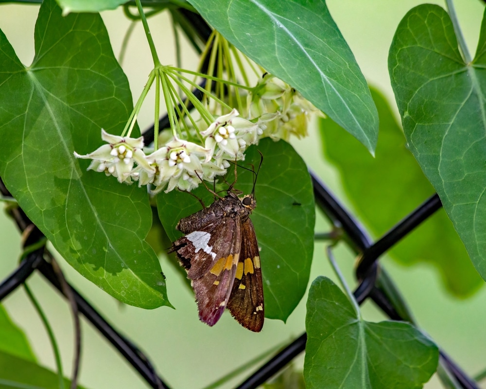 A butterfly eating nectar from bluevine.