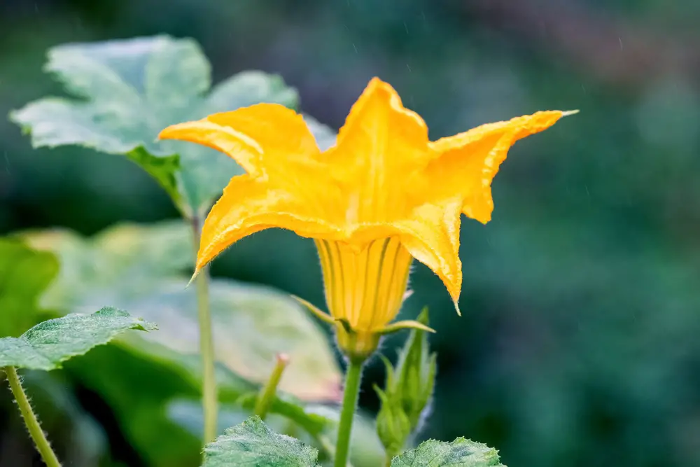 Closeup of a pumpkin flower.