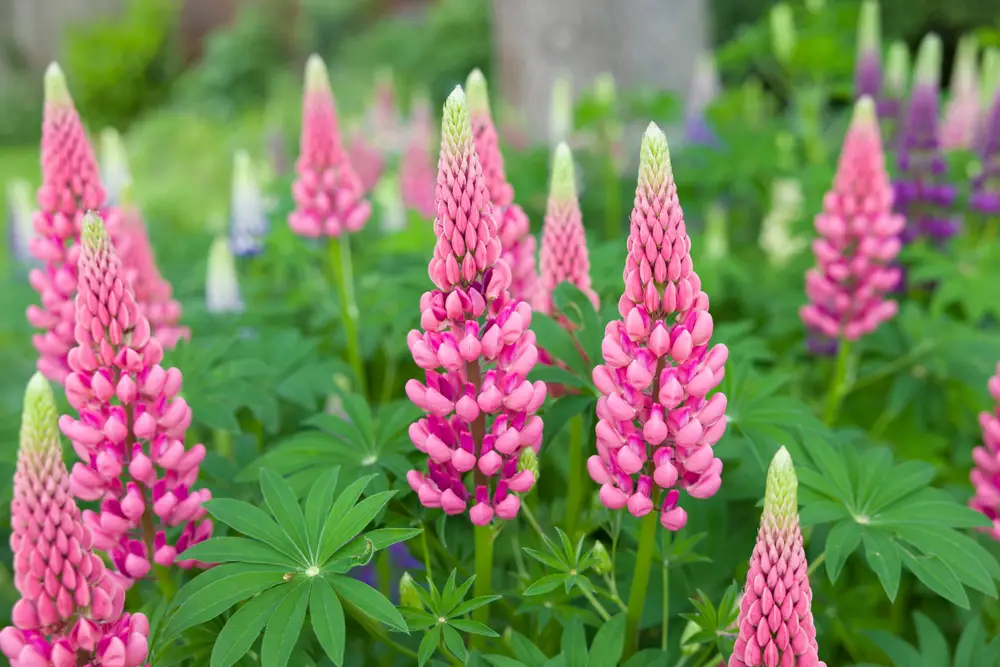 A bunch of lupine flowers in a garden.