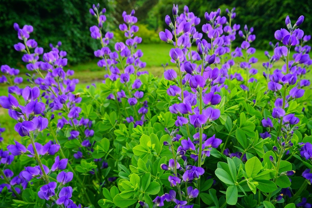 Bunches of false indigo flowers.