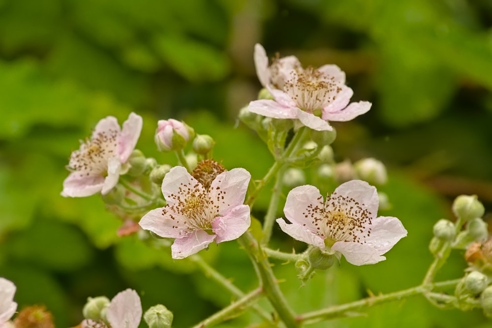 Blooming blackberry flowers.