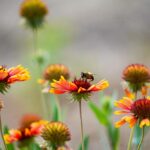 6 Best Pollinators For Your Garden (And How To Attract Them)