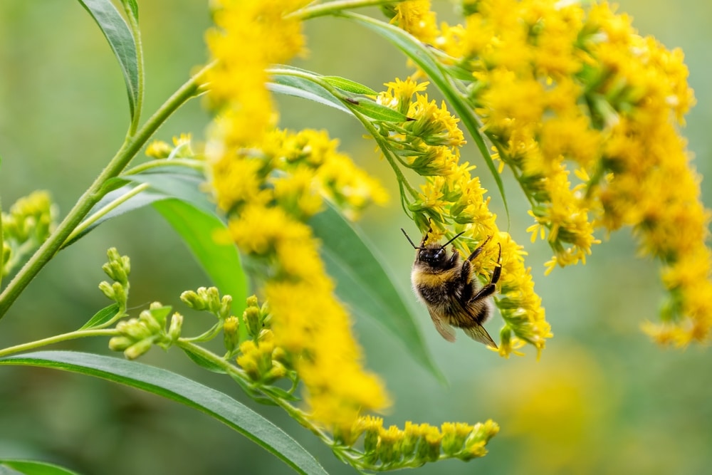 A closeup of a bee on a drooping yellow flower.