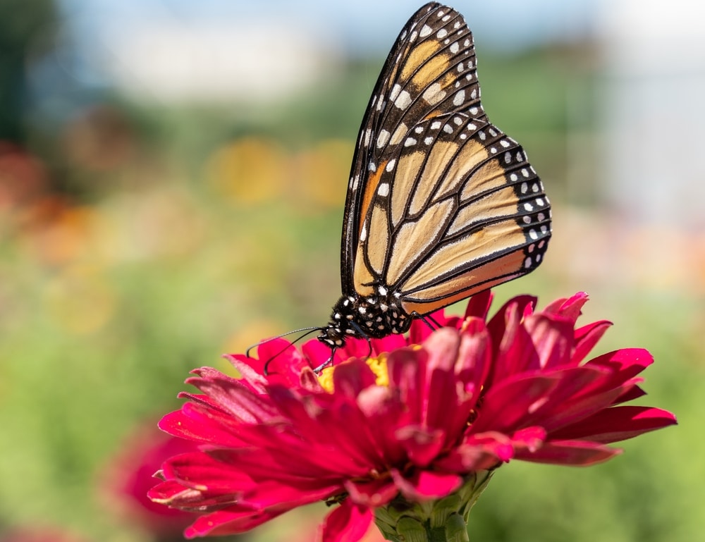 A butterfly on a red flower.