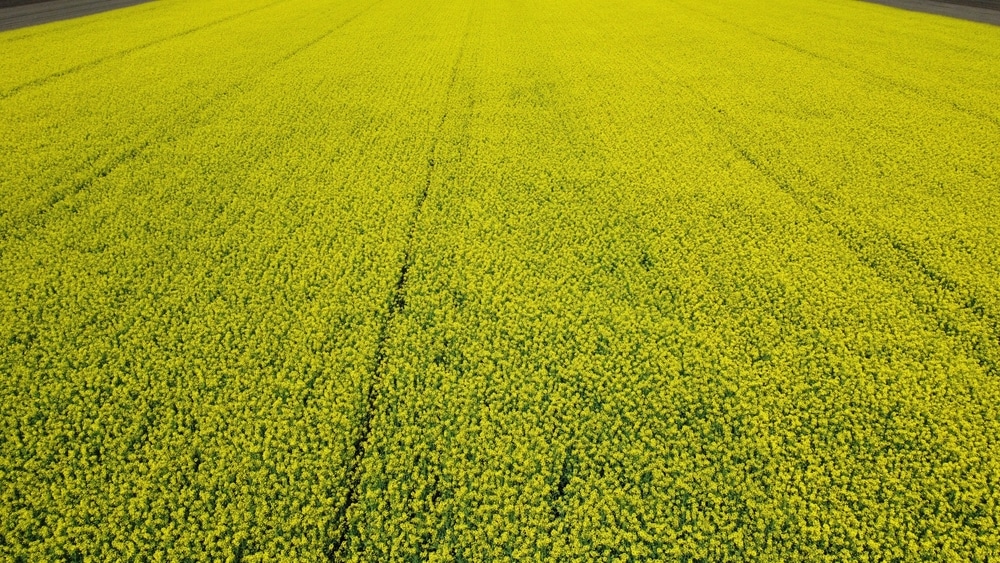 A field of yellow flowers.