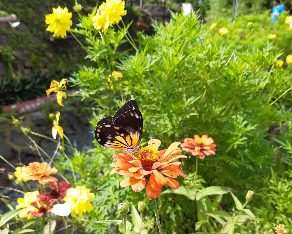 A butterfly on an orange flower.