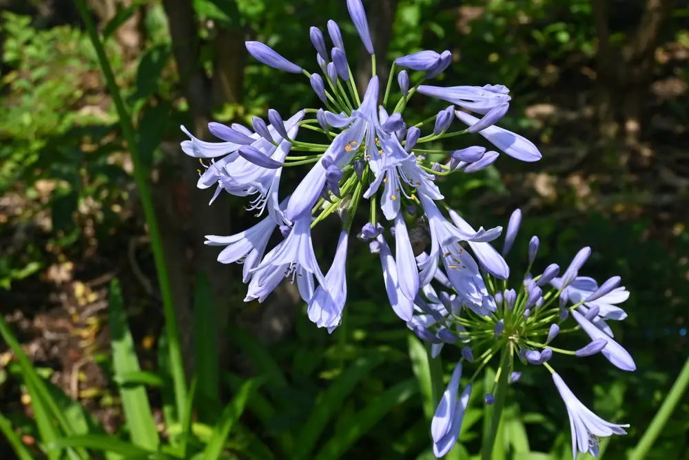 A closeup of agapanthus flowers, which are perennial plants.